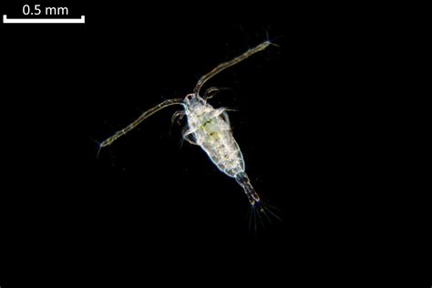 Copepoden Zooplanktonnl