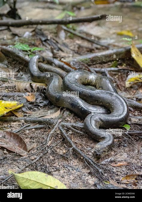 Una Anaconda Verde Adulta Eunectes Murinus Río Marañón Cuenca
