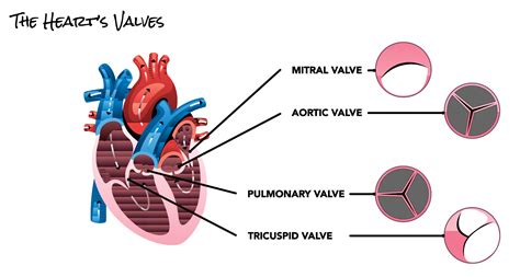 Tricuspid Valve Overview Function And Anatomy 50 Off