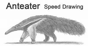 Giant Anteater Time-lapse (Speed) Drawing