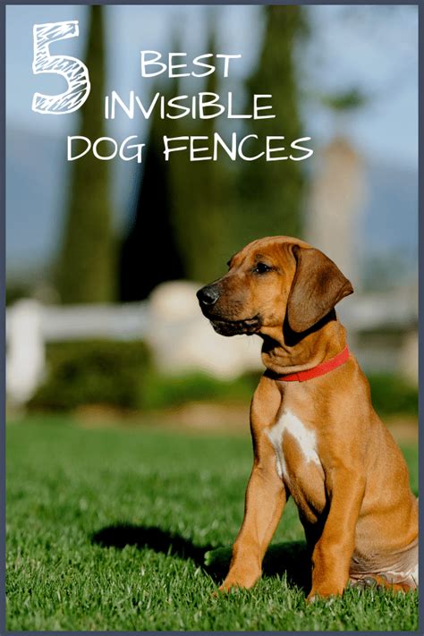 Yes, underground fences are considered to be safe for dogs. 5 Best Invisible (Underground) Dog Fences with our Installation Guide | Dog fence, Invisible ...