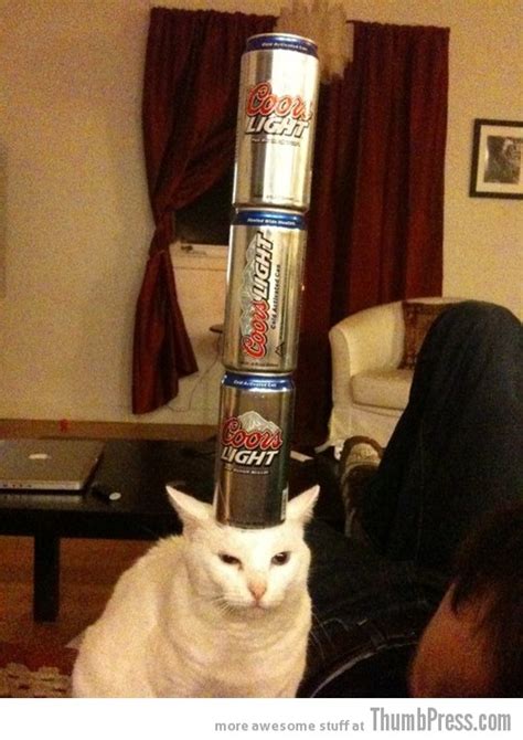 Catoxication 15 Hilarious Pictures Of Cats Drinking Or Drunk