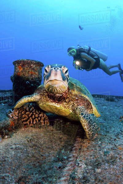 USA Hawaii Islands Oahu Diver Views Green Sea Turtle Chelonia Mydas