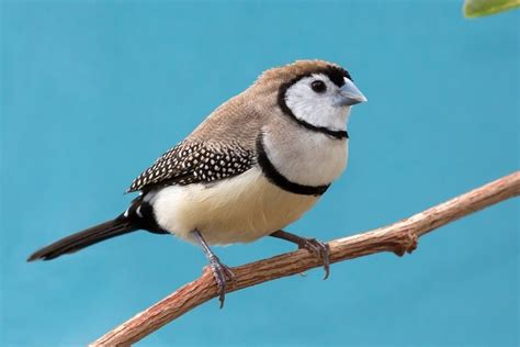 7 Popular Types Of Pet Finches With Pictures Pet Keen