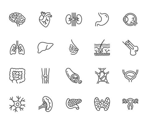 810 Lymph Node Icon Stock Illustrations Royalty Free Vector Graphics