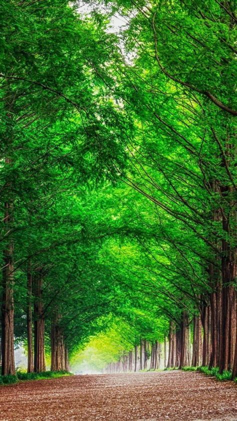 Greenery Trees Wallpaper Download Mobcup