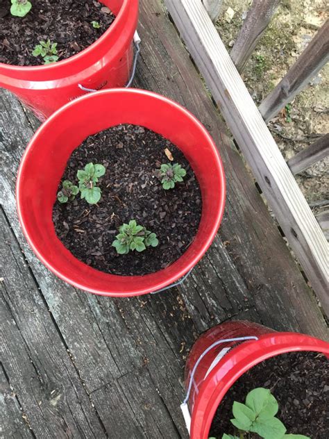 These round buckets are tough enough to store nails and secure enough to protect contents. 5 Gallon Bucket Potatoes 4-05-2020 Update - Garden Planters