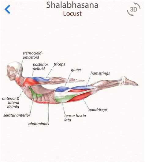 Pin By Lucilla On Yoga Anatomy Yoga Anatomy Yoga Muscles Beginning Yoga