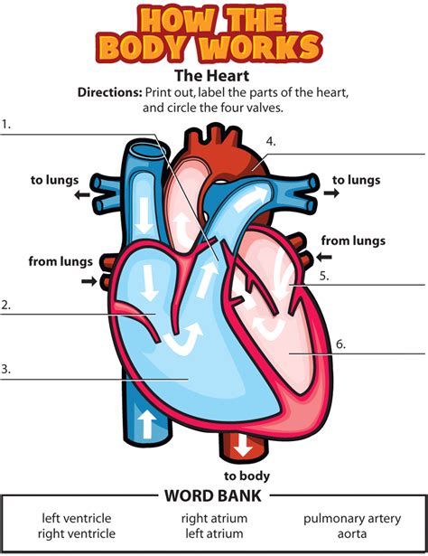 Human Heart Parts Worksheets Answers