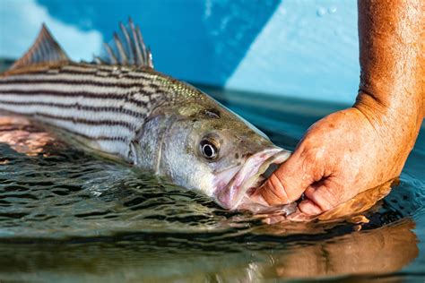 How Do Striped Bass Reproduce Sea Fishing Adventurer
