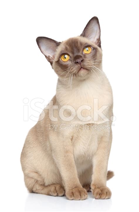 Burmese Cat Stock Photo Royalty Free Freeimages