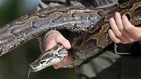 Indonesian Woman Dies After Being Swallowed Whole By A Python Fox News