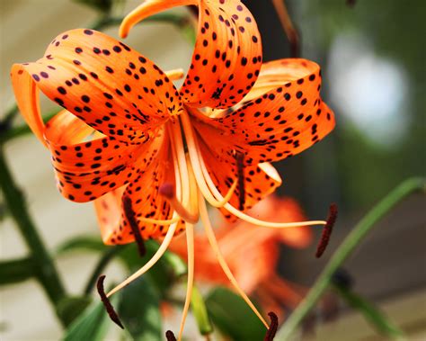 king s court creative photography tiger lily lily flower amazing flowers