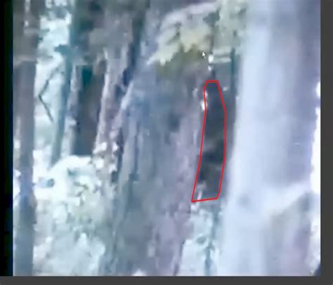 Bigfoot Sighting And Video From Salt Fork Park In Ohio Crypto