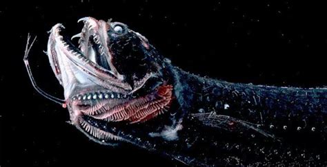 Most are raised on fish farms, like this one belonging to kenny yap's. The deep sea dragonfish 🔥 : NatureIsFuckingLit