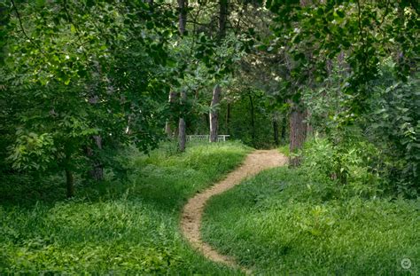Download Forest Trail Background High Quality Background By