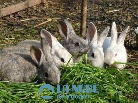 Cría De Conejos Cómo Criar Conejos Guía Para Principiantes