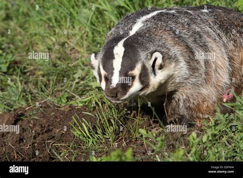 American Badger Digging Hi Res Stock Photography And Images Alamy