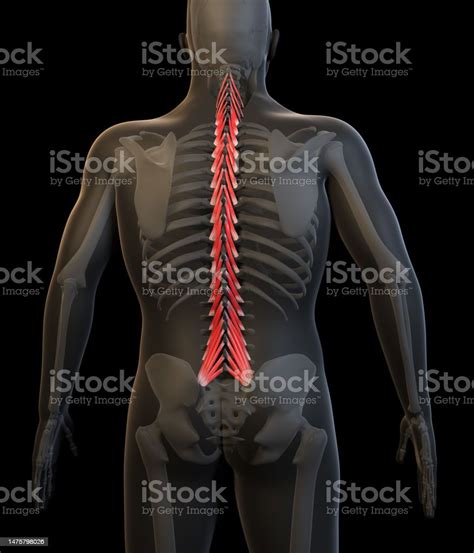 3d Illustration Of The Human Multifidus Muscles Stock Photo Download
