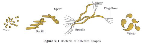 Different Shapes Of Bacteria Vibrio Coccus Spirilla Bacillus