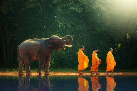 Elephant Symbolism And Elephant Spiritual Meaning 7 Chakra Store