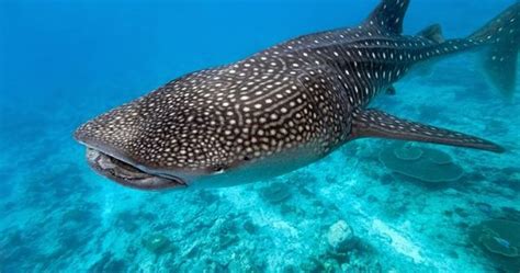 Whale sharks will keep the fertilized eggs inside of their body until the pups hatch from their eggs. Sharks lay the biggest eggs in the world - DAILYQUIZZ ...