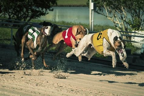 Greyhound Race 1 