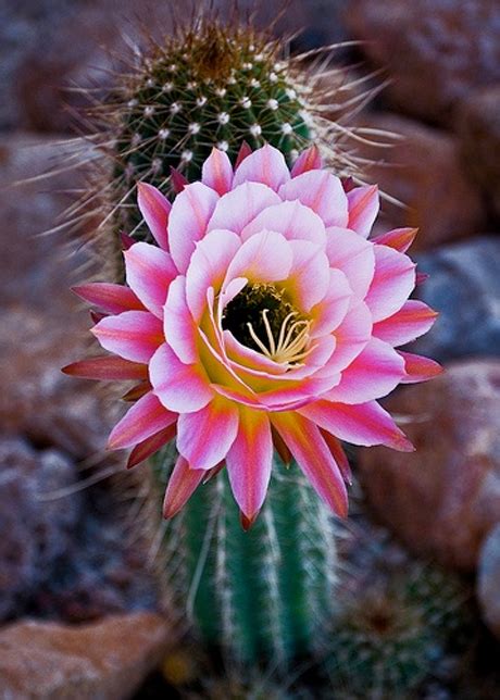 Blooming Cactus Junestewards Blog