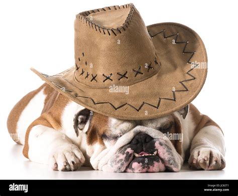Dog Wearing Cowboy Hat On White Background English Bulldog Stock