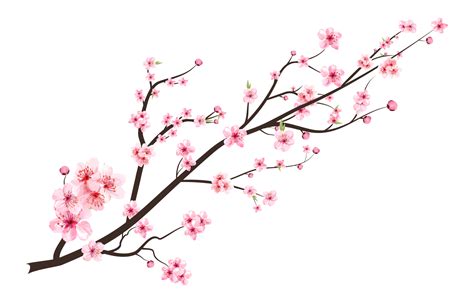 Free Cherry blossom with watercolor blooming Sakura flower. Japanese gambar png
