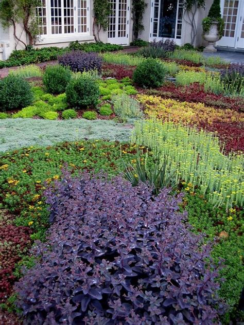 Low Growing Sedum Thyme And Other Ground Cover Plants