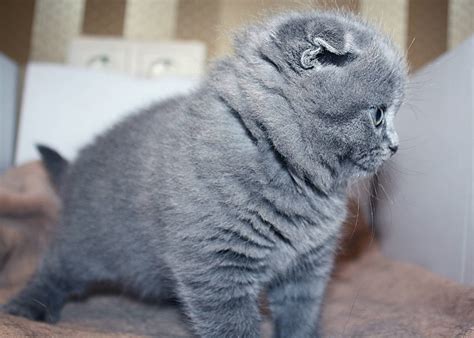 A Small Gray Scottish Fold Cat Wallpapers And Images