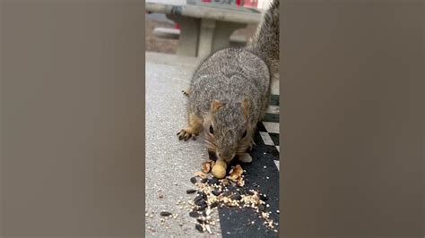 Flopsy Squirrel 🐿️ Out Foxed Me Freebillieeilish 😂 Youtube