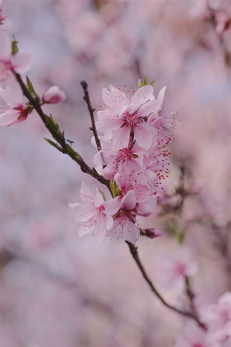 Sakura Flowers Petals Branch Spring Macro Pink Hd Phone
