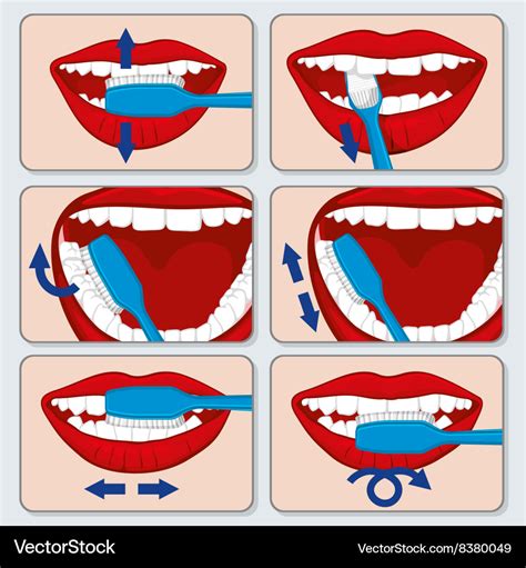 Correct Tooth Brushing Infographics Royalty Free Vector