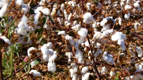 Cotton Fields Stock Photo By ©thpstock 11298377