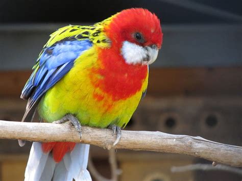 The 10 Most Colourful Birds in the World | PetHelpful