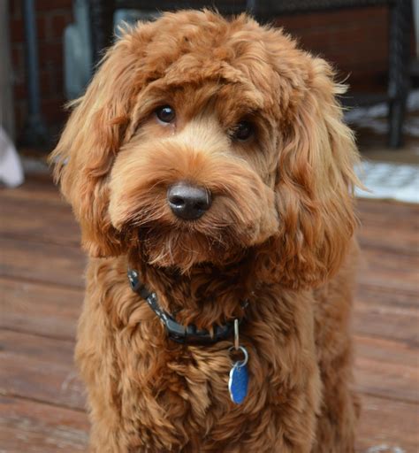 Our babies are adopted quickly, so reach out to reserve your furever friend or to ask any questions. Australian Labradoodles at Halton Hills | Labradoodle ...