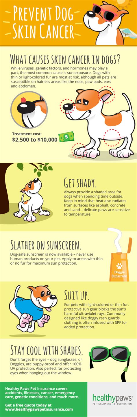 Preventing Skin Cancer In Dogs Healthy Paws