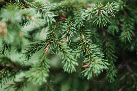 Christmas tree branches  HighQuality Nature Stock Photos ~ Creative