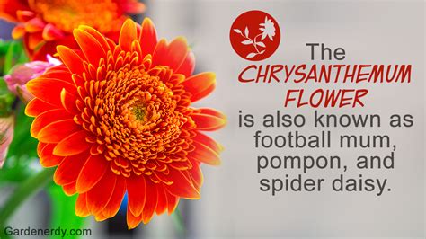 Majestic Symbolism And Meaning Of Golden Flower Of Chrysanthemum