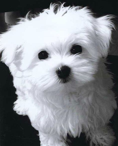 Gorgeous Snow White Maltese Puppy Male And Female