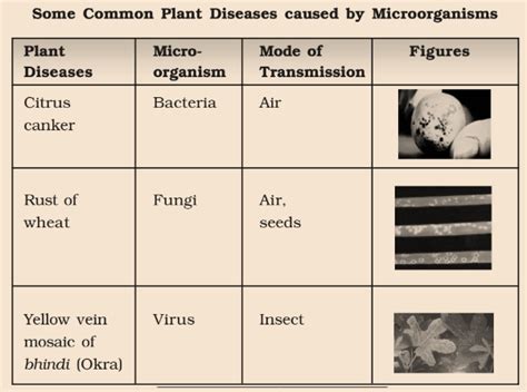 Ncert Class 8 Science Chapter 2 Microorganisms Friend And Foe Kitabcd