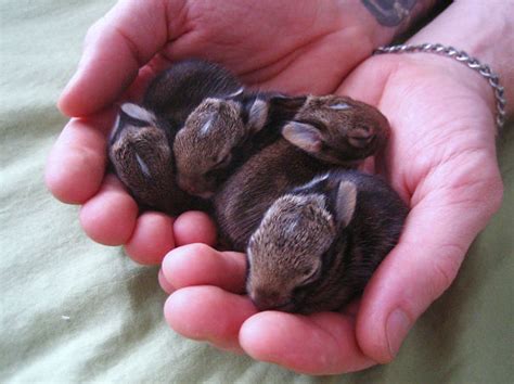 105 Of The Cutest Bunnies Ever Bored Panda