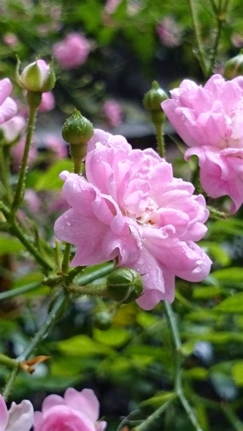 Free Photo Pink Rose Aroma Growing Spring Free Download Jooinn