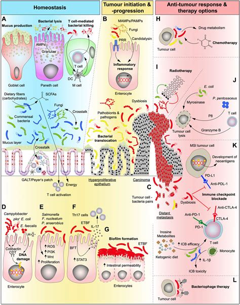 Frontiers Microbiota And Colorectal Cancer From Gut To Bedside
