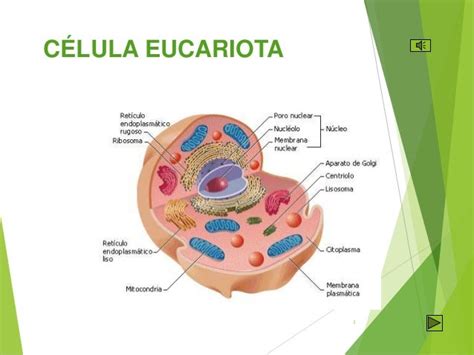 Que Es La Celula Eucariota Y Sus Partes Consejos Celulares Kulturaupice