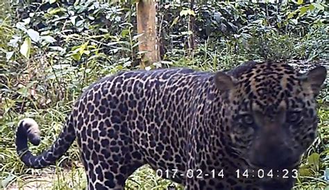 Leopard V Mexican Jaguar Page 15 Carnivora