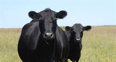 10 Fun Facts About Angus Cattle