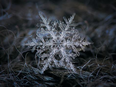 Real Snowflake Real Snowflake Macro Photo Ideas For Home Flickr